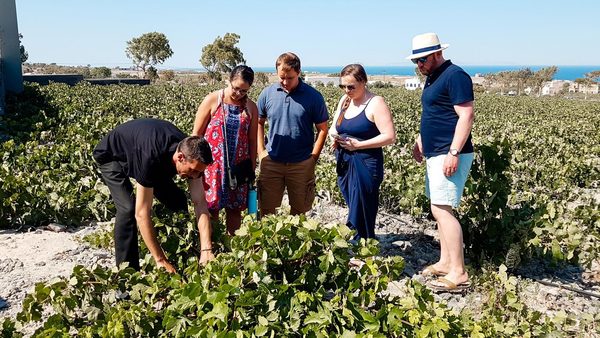 Wine tour at Argyros estate